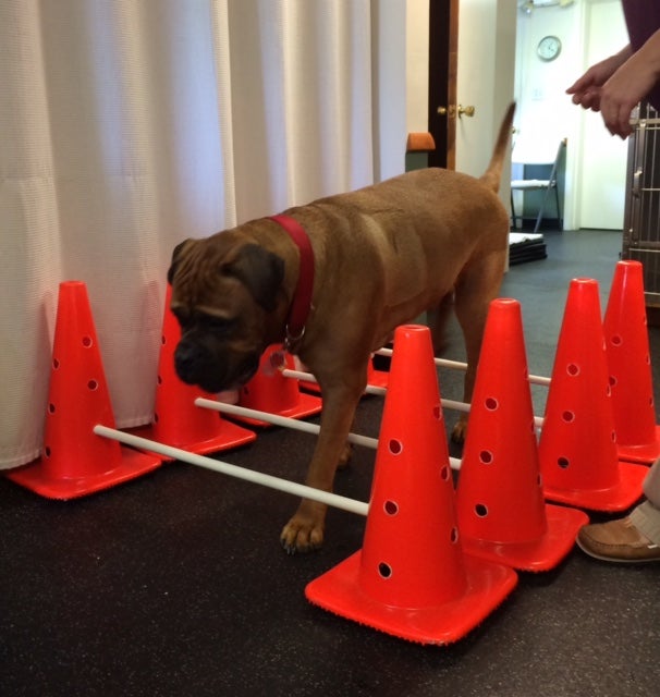Therapeutic Options Twinbrook Animal Clinic